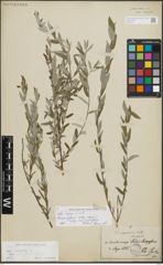 Foto von Salix repens L.